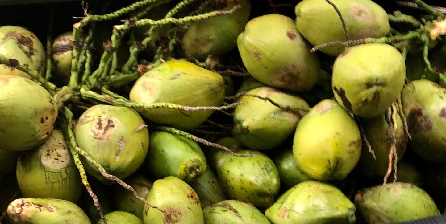 YOUNG FLORIDA COCONUTS
